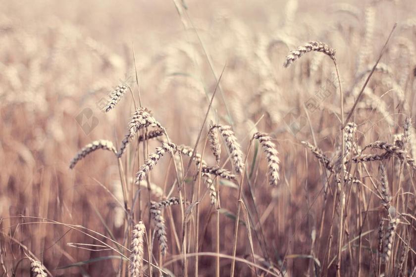 花 玫瑰 美丽 花朵 农场 农田 庄园 纹理 组织 材料 花纹 厨房 餐具 烹饪 美食 食品 餐饮 女孩 少女 姑娘 美丽 活力