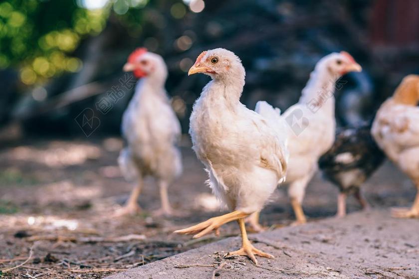 农场 农田 庄园 房子 房间 住宅 朋友 友谊 友情 美食 食品 餐饮 肖像 人物特写 画像 草地 草坪 草丛 动物 自然 环境