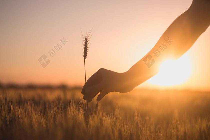 金色的太阳和小麦背景图片