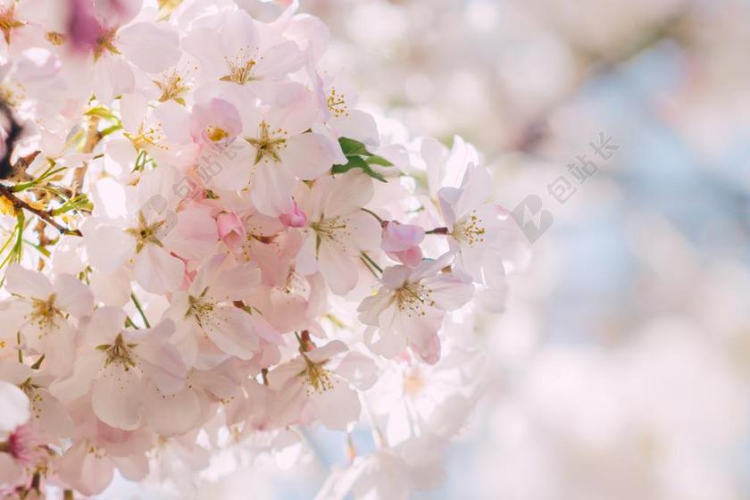 星星 闪光 明星 花 玫瑰 美丽 花朵 丽人 优雅 美丽 漂亮 女孩 女人 女性 婚礼 喜庆 庆祝 节日 婚姻 爱人 恋人 情侣 房间 卧室 家 休闲 家居 床 卧室 寝室 幸福 快乐 高兴 家庭 甜蜜 美食 食品 餐饮 蔬菜 素食 素食主义 绿色食品 天空 自然 环境