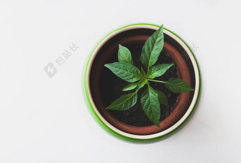 花 玫瑰 美丽 花朵 墙 围墙 表面 隔阂 背景 美女 丽人 优雅 美丽 漂亮 女孩 女人 女性 创意 艺术 个性 花园 园林 园艺 植物 花 房子 房间 住宅 室内 室内装修 装潢 艺术设计 家装 水果 果实 健康 绿色食品 美食 食品 餐饮 茶 饮茶 茶叶 茶文化 自然 环境