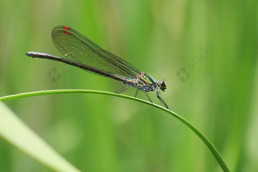 日本 自然 昆虫 蜻蜓 颜色蜻蜓 日本川蜻蛉