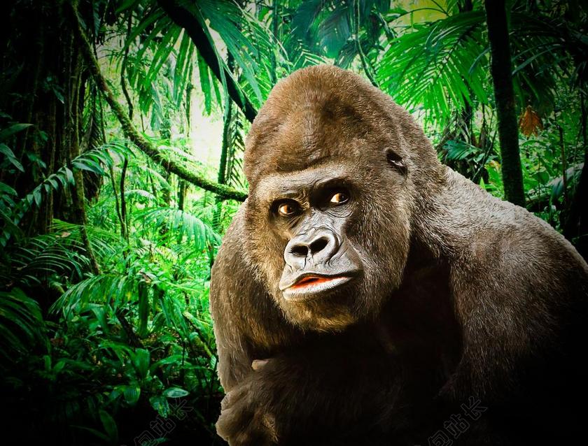 大猩猩 银背大猩猩 猿 骄傲 猴子 自然 动物 动物毛