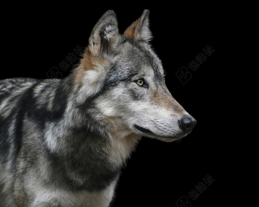 灰色的狼背景图片