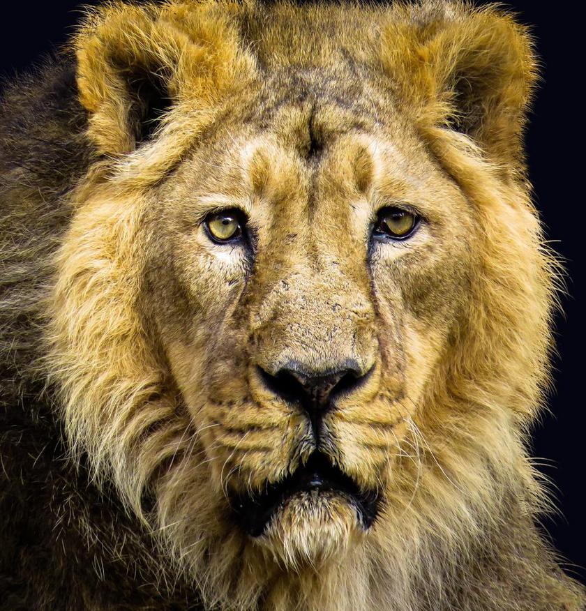 狮子 猫 捕食 食肉动物 动物肖像 动物世界