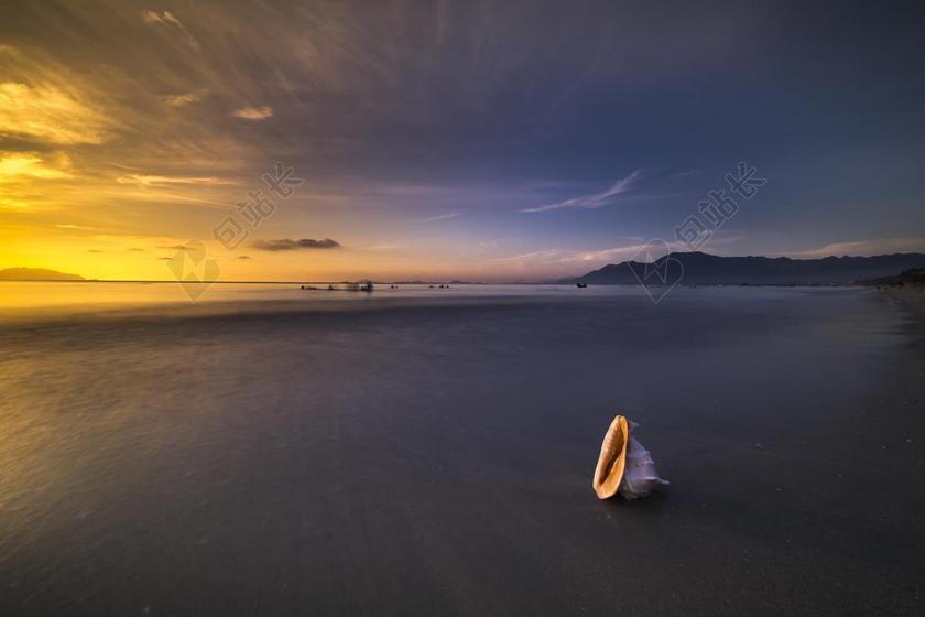 海滩 扇形 动物 动物的外壳 平衡 美 蓝色 沿海特点