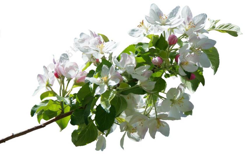 开花 苹果花 春天 苹果树 苹果树花 白 厂 梅花 性质