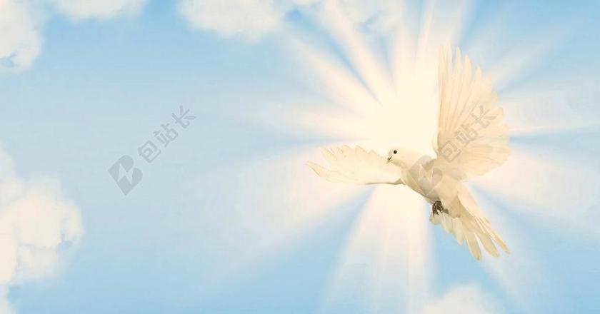 鸽子 天空 作曲 和平鸽 翼 鸟 蓝色 动物世界 动物