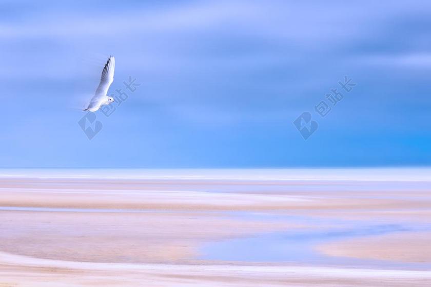 海鸥 抽象 滨 空气 海滩 砂 海 性质 鸟 翅膀 飞