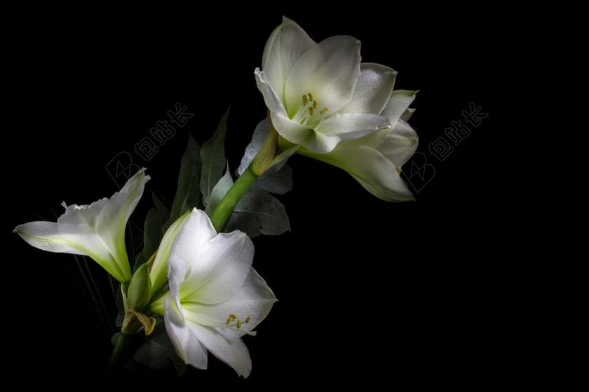 光画 阿马丽利斯 花 白 开AMARYLLIS 厂 华丽 花瓣