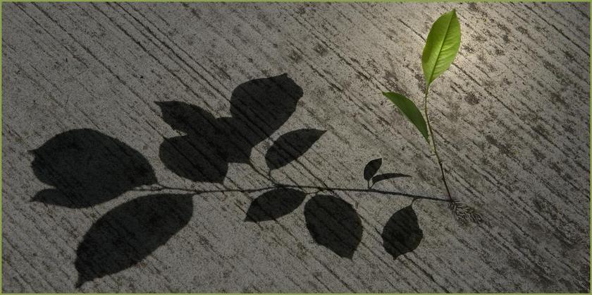 桌面背景 性质 植物 阴影 艺术 图像 分支 户外 颜色