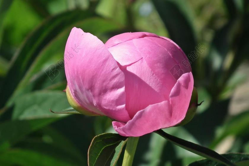 红色的粉色花苞背景图片