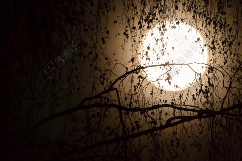 月球 剪影 审美 满月 黑色 前景色 分支机构 树 拼贴