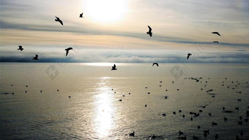 清新翱翔的鸟群背景图片