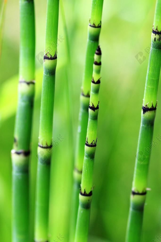绿色鲜嫩竹子背景图片