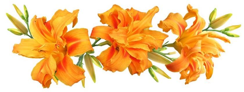 一天的百合花 鲜花 安排 夏天