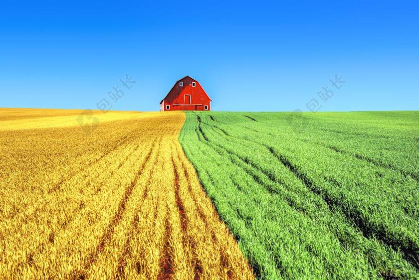 农场 红色 字段 农业 全国 蓝色的天空 复合 志愿者 玉米