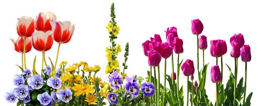 潘茜 郁金香 春天 鲜花 花坛 植物 性质