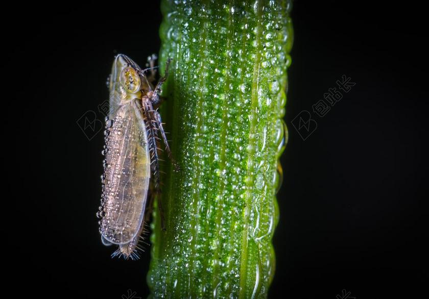 没有一个人 性质 宏 对于普通高腐烂的树叶蝉 罗莎 滴