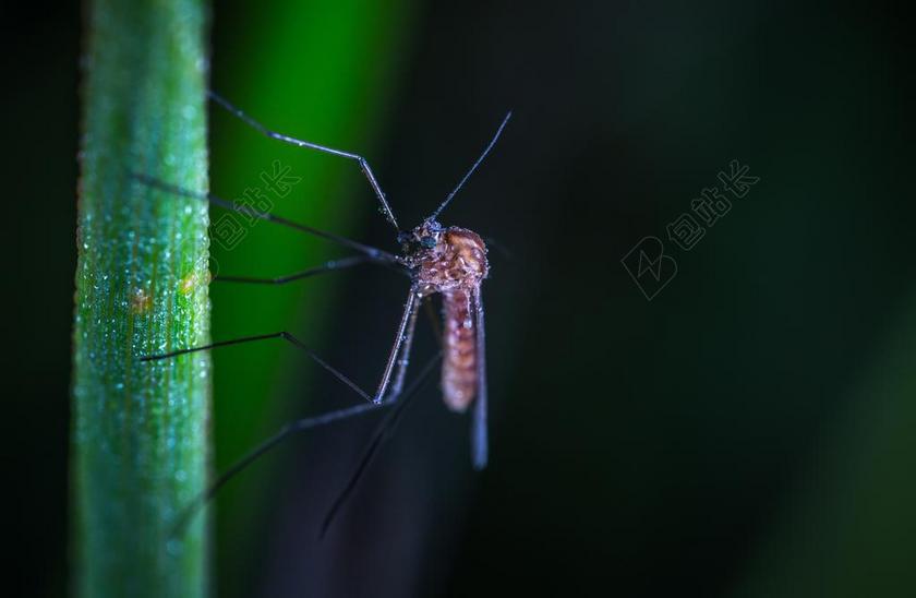 昆虫 性质 动物 BESPOZVONOCHNOE 宏 蚊子 干