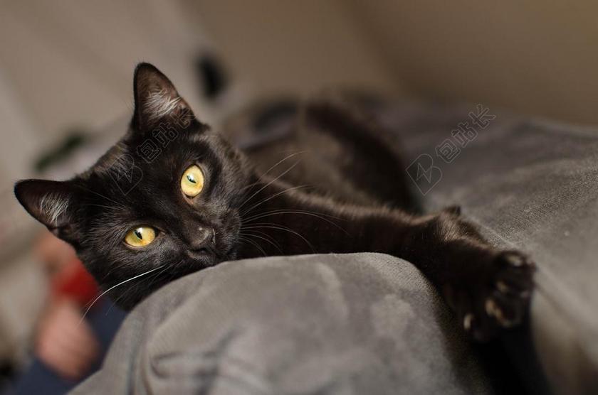 猫 黑猫 金色的眼睛 冷静猫 躺猫 一个整齐干净的猫 家猫