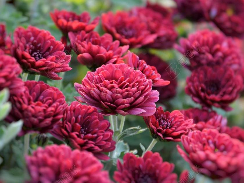 花卉 奇切瓦文动 鲜艳的色彩 鲜花 菊花 自然的色彩 粉红色