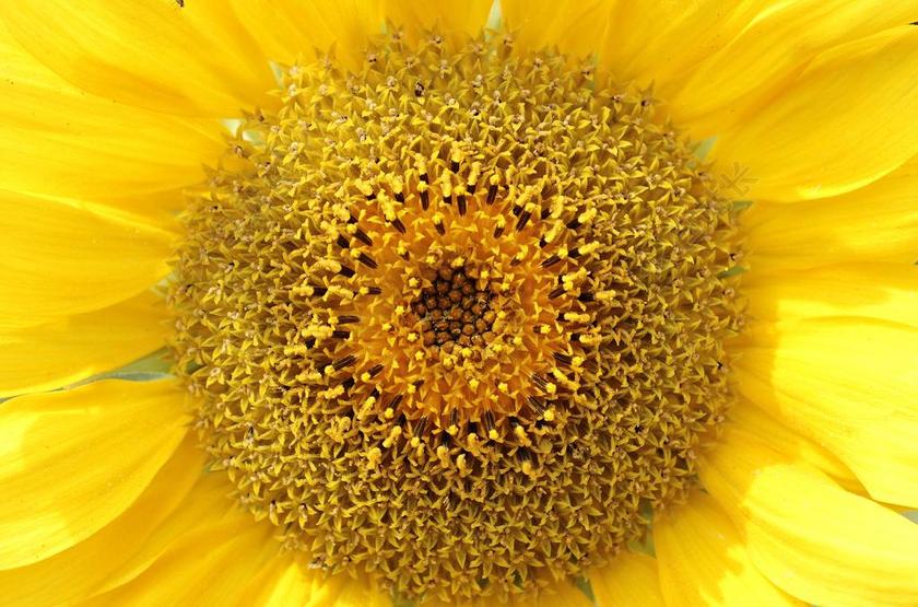 太阳花 向日葵 花 开花 黄色 黄色花 夏季 秋花开花