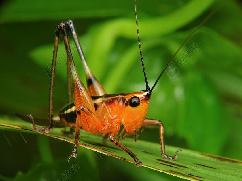 草叶上黄色的蚱蜢背景图片