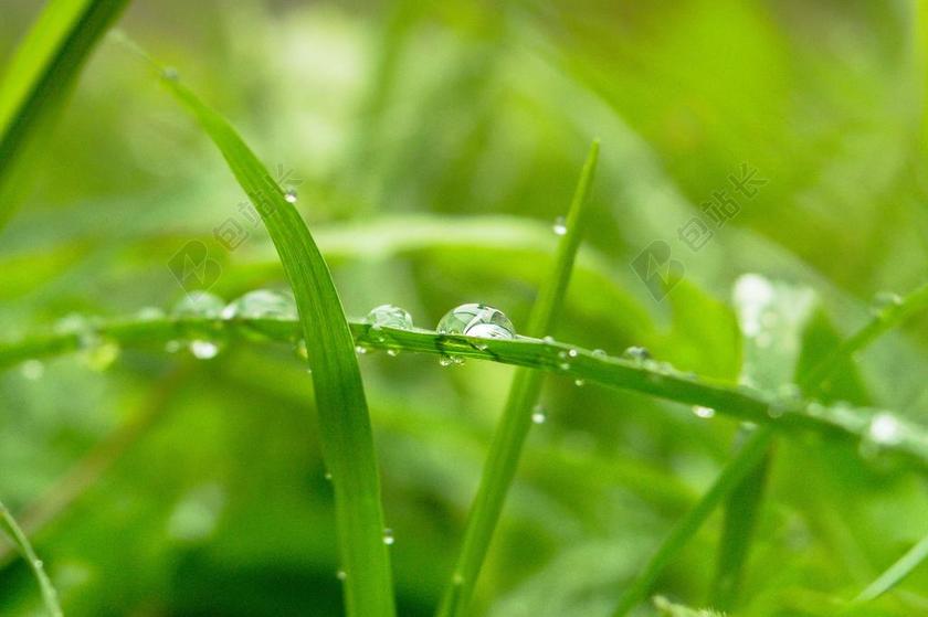 绿色草叶上的露水背景图片