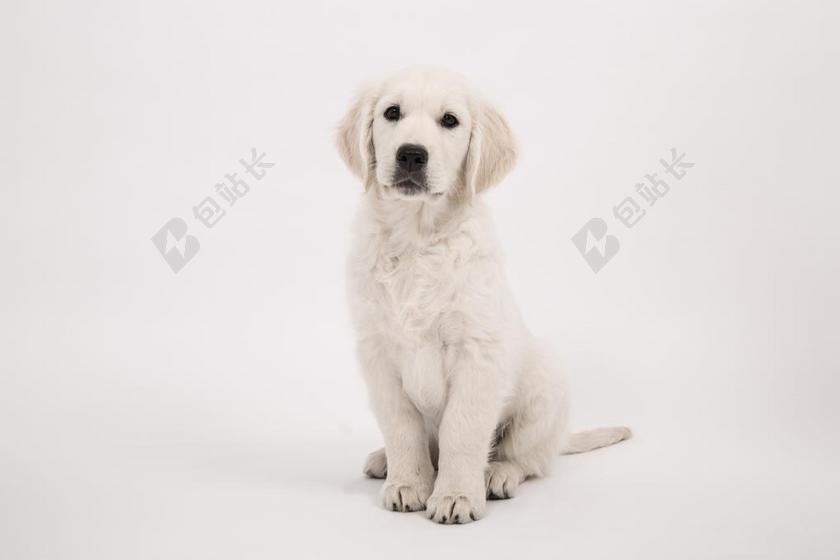 狗 金毛猎犬 小狗 纯种狗 可爱 宠物 动物 年轻 小