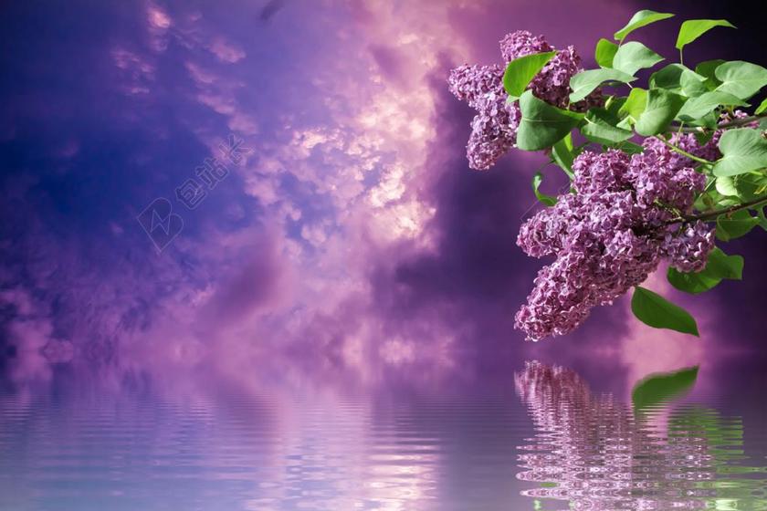 紫丁香 春天 性质 分支机构 紫 花园 紫丁香树 丁香分支