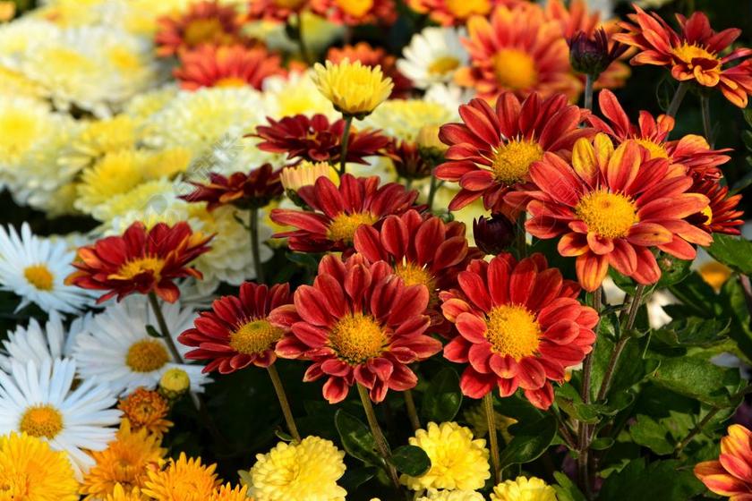 花卉 奇切瓦文动 鲜艳的色彩 鲜花 植物 宏 于秋花 性质