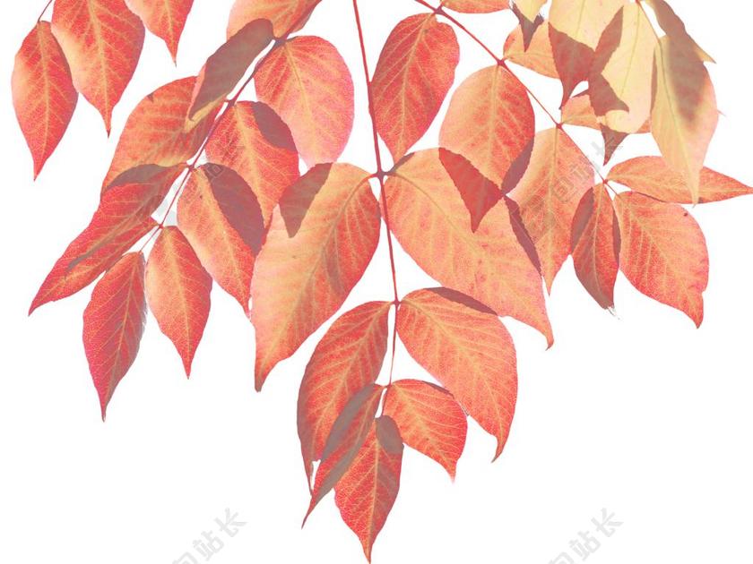 秋季 叶子 性质 丰富多彩的叶子 树叶的叶 秋天的颜色 秋