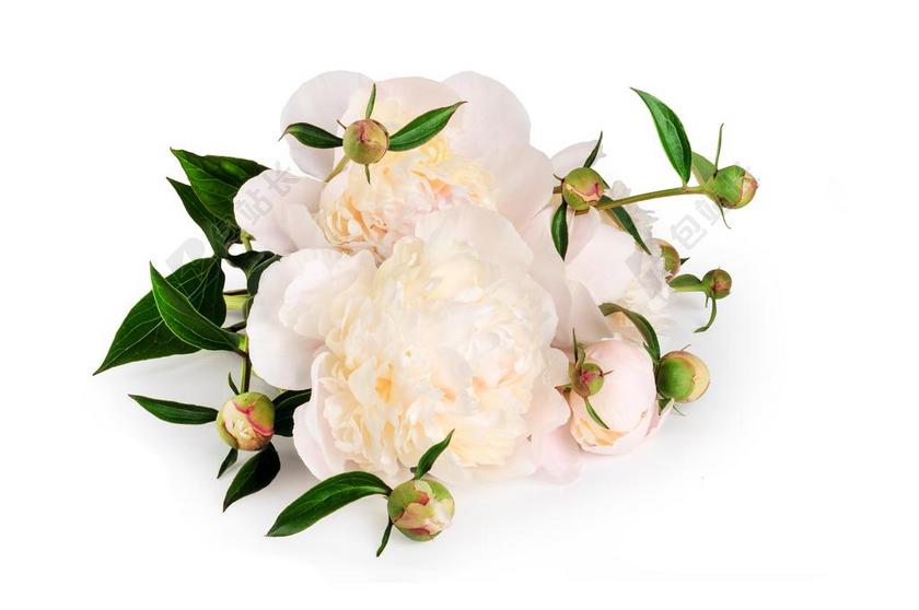 白色淡雅自然背景图片