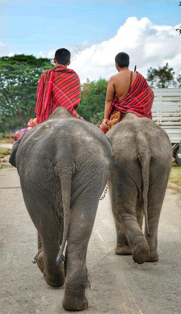 泰语 大象 会 首页 看管 人 户外 象 哺乳动物 节日