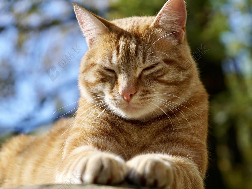 猫 动物 宠物 家猫 猫的眼睛 橙 性质 甜 累 困了