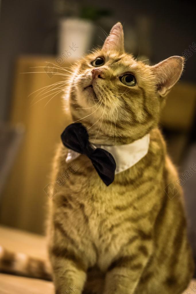 戴蝴蝶结的猫背景图片