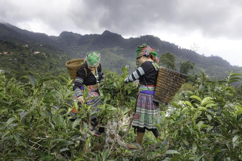 绿色的茶树和女人背景图片