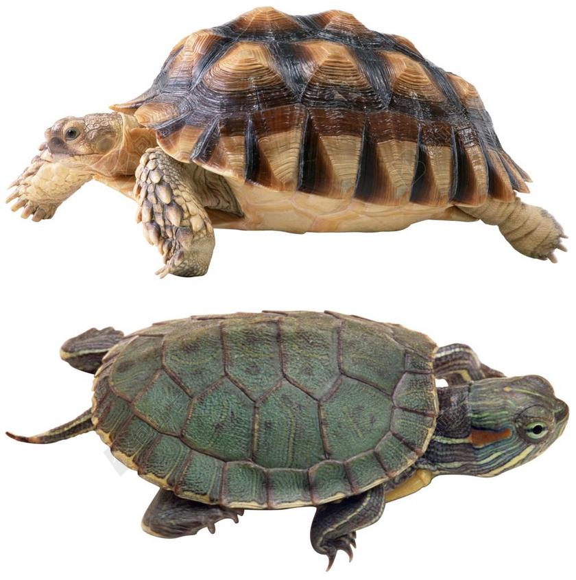 龟 孤立 乌龟 装甲 龟壳 动物 爬行动物