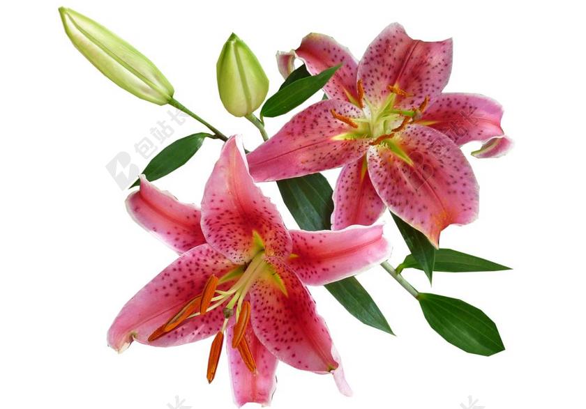 百合花 粉红色 春