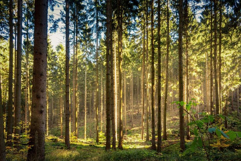 森林 太阳 阳光 秋季 秋天的落叶 性质 秋天的颜色