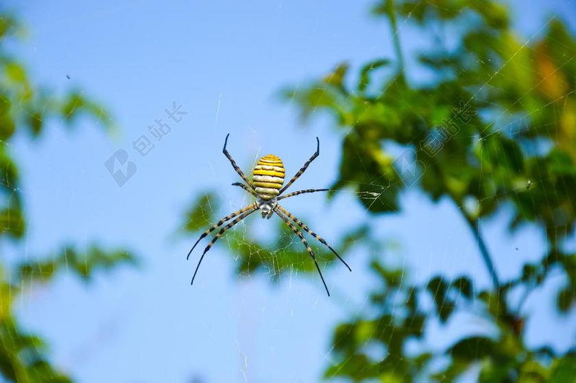 树间的蜘蛛背景图片