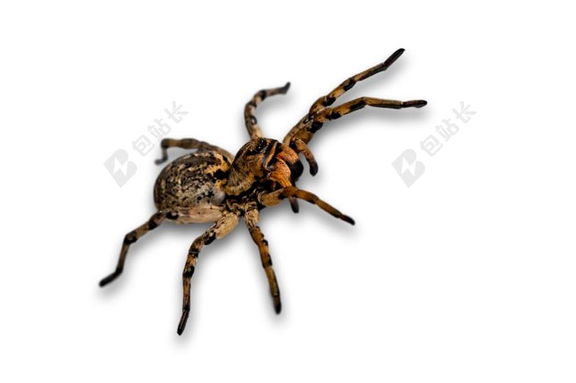 蜘蛛 甲虫,昆虫 昆虫