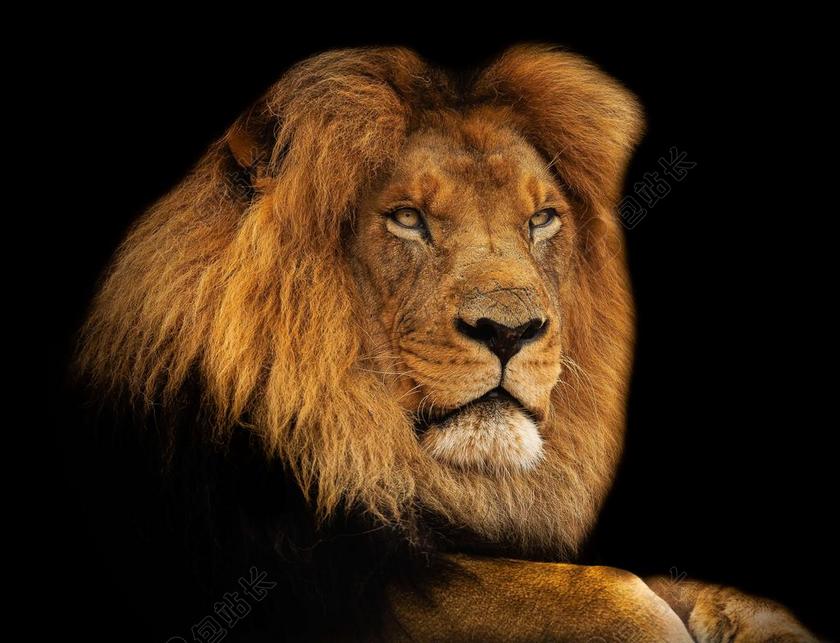 狮子 国王 鬃毛 非洲 哺乳动物 野生动物园 猫的 狮子座