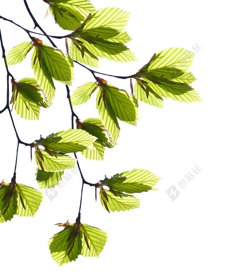 分支机构 叶子 树 春天 绿色 绿叶 性质 厂 树芽