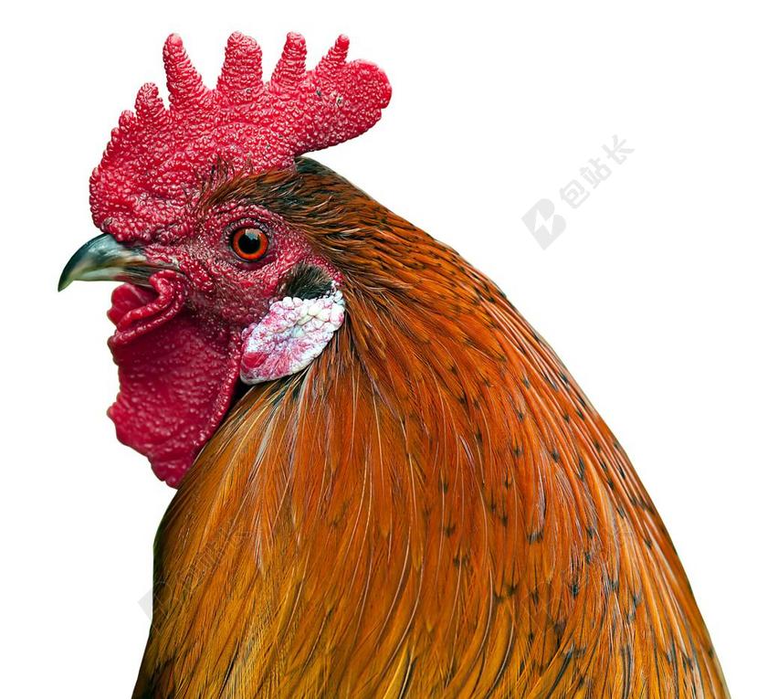 哈恩 羽毛 关闭 家禽 骄傲 条例草案 美丽 动物 鸡冠