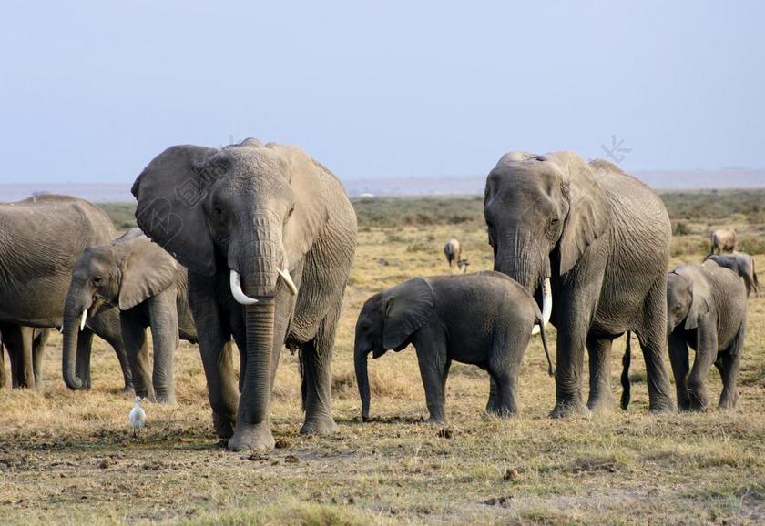 大象 非洲 肯尼亚 野生动物园 安博塞利 群