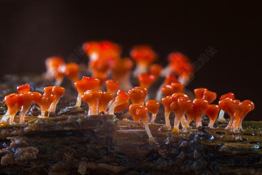 粘菌 TRICHIA糖胶 单细胞生物 变形虫 MYXOMYCETES