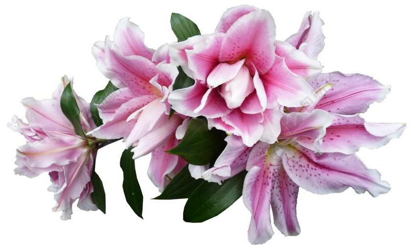 百合 粉红色 盛开 剪出