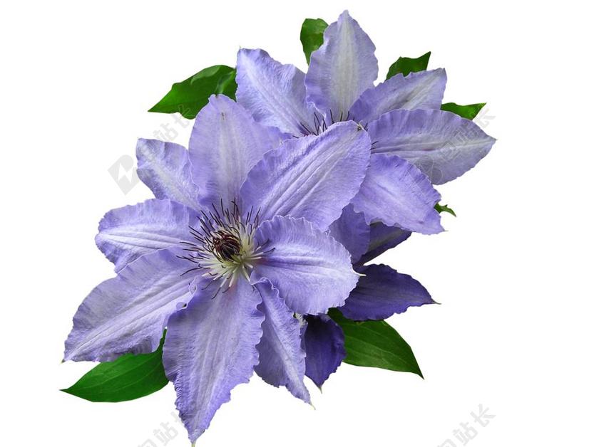 紫红 铁线莲 切 出